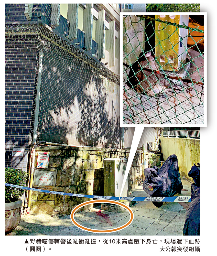　　圖：野豬噬傷輔警後亂衝亂撞，從10米高處墮下身亡，現場遺下血跡（圓圈）。\大公報突發組攝