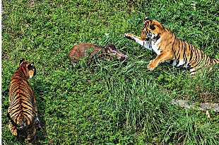 　　圖：華南虎合力圍捕野豬。\網絡圖片