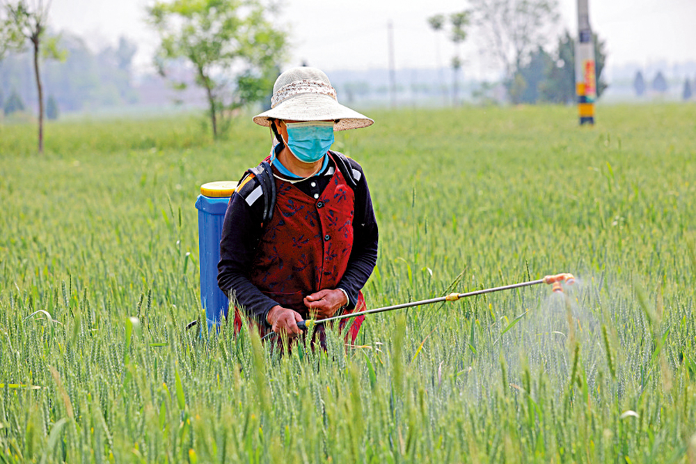 　　圖：氯解磷定注射液是常用的農藥解毒藥。圖為一名陝西省婦女在麥田噴灑農藥。\資料圖片