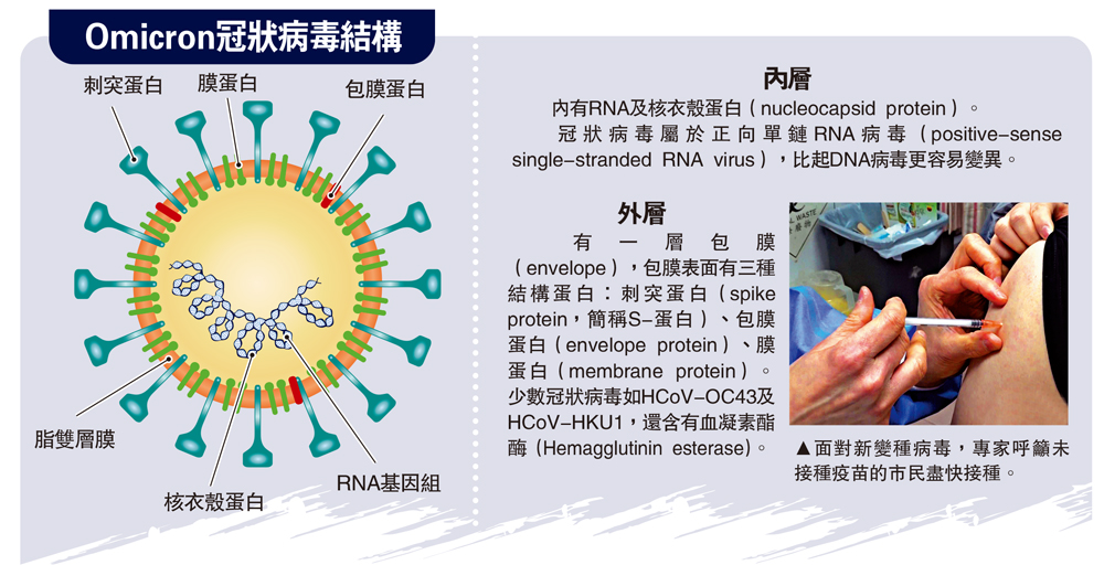 　　圖：Omicron冠狀病毒結構