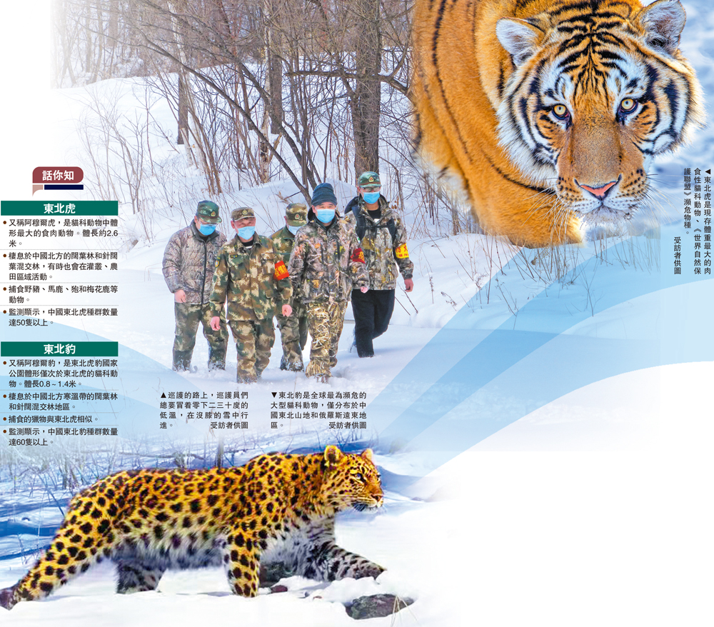 　　圖：東北虎是現存體重最大的肉食性貓科動物、《世界自然保護聯盟》瀕危物種。\受訪者供圖