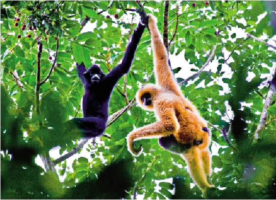 　　圖：一雄一雌兩隻海南長臂猿在雨林中「盪鞦韆」。