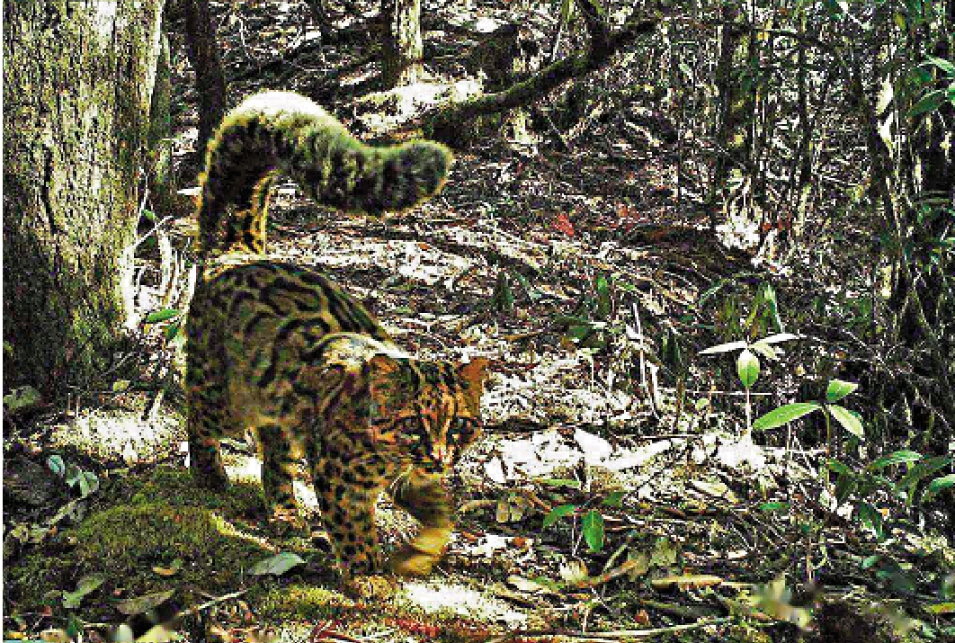 　　圖：雲南高黎貢山自然保護區的紅外線相機拍到一隻雲貓，尾巴搖曳，動感十足。\新華社