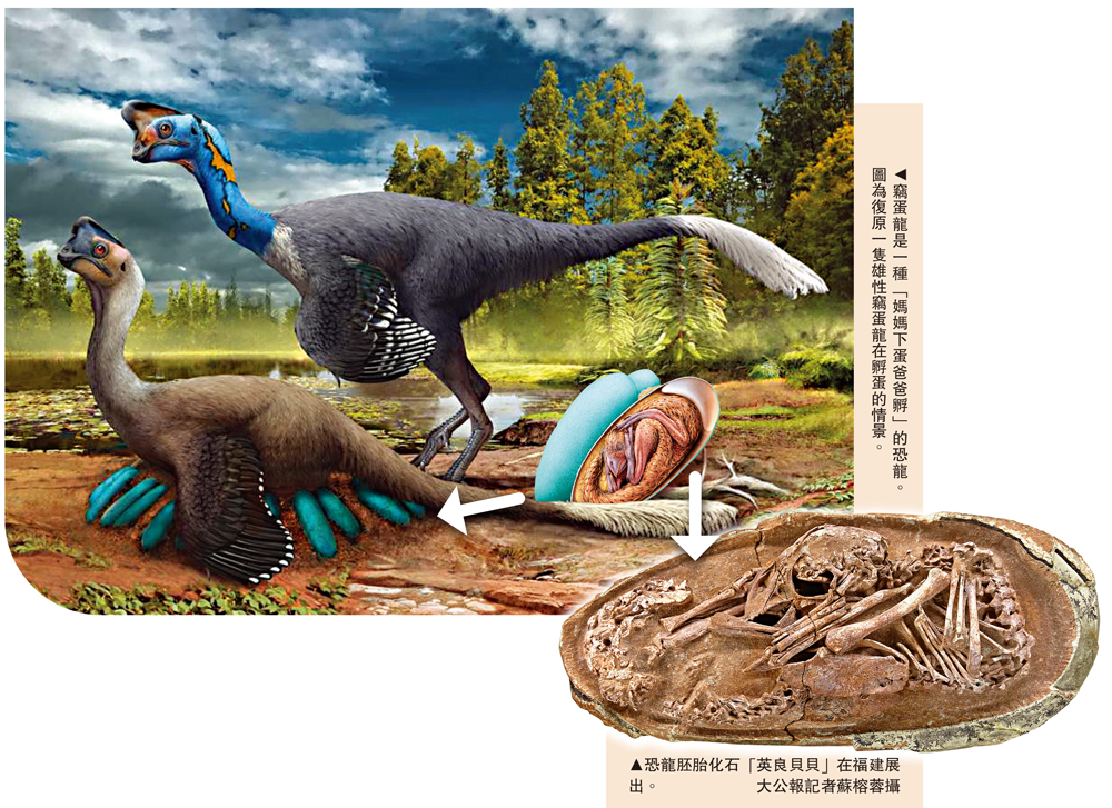 　　圖：竊蛋龍是一種「媽媽下蛋爸爸孵」的恐龍。圖為復原一隻雄性竊蛋龍在孵蛋的情景。