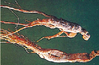 　　圖：人參補氣，適當進食可調理虛寒體質。