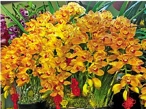 　　圖：大花蕙蘭葉長碧綠，花姿粗獷，豪放壯麗。/大公報記者龍森娣