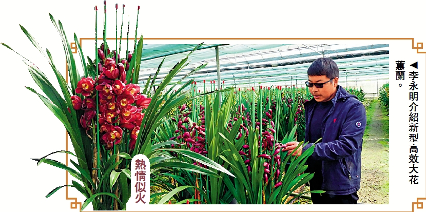 　　圖：李永明介紹新型高效大花蕙蘭。
