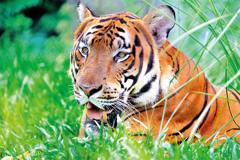 　　圖：虎年來臨，廣州動物園15隻華南虎成了最受歡迎的動物明星，吸引大批遊客。\受訪者供圖