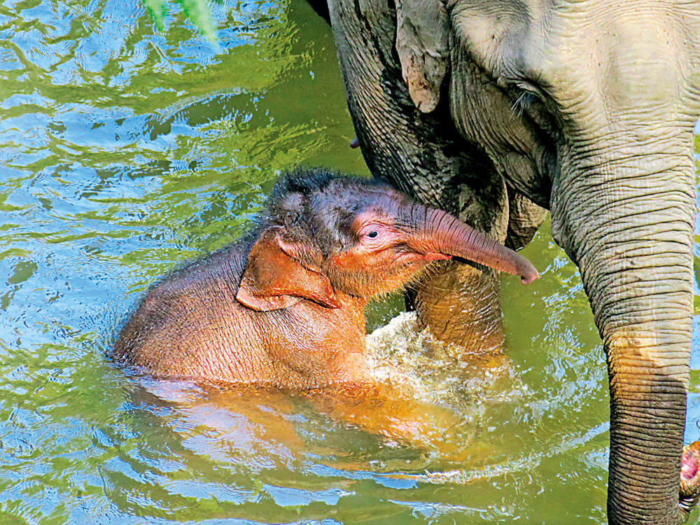 　　圖：工作人員觀測到初生亞洲象寶寶在河裏嬉戲。\受訪者供圖