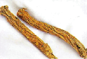 　　圖：黨參健脾益肺。