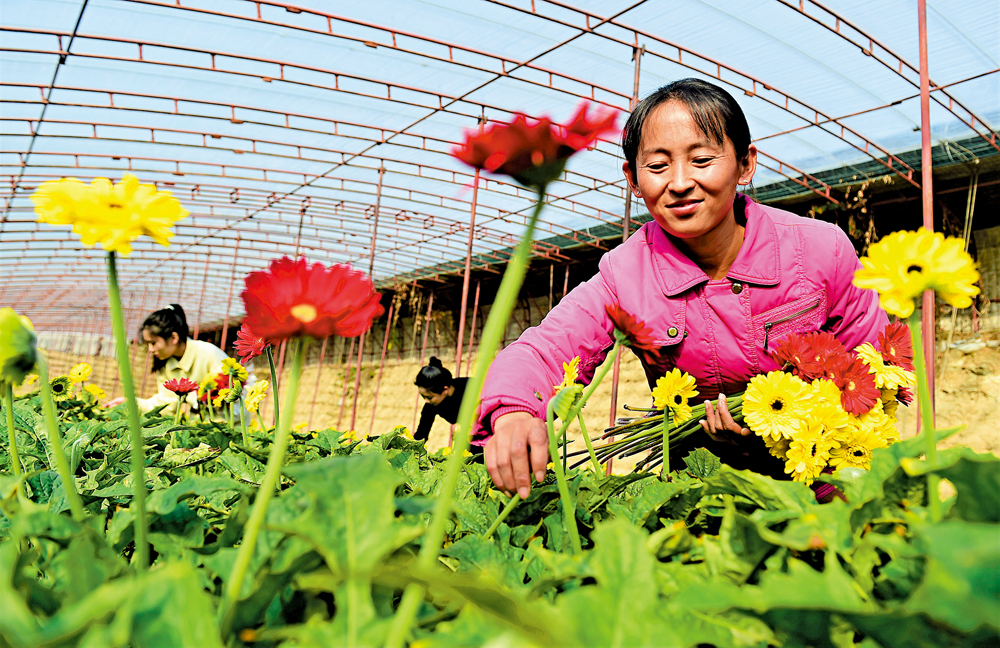 　　圖：「農地雲拼」的模式，可以直接把從農地剛採摘的鮮花送到城市。圖為農民在花卉基地採收非洲菊。\新華社