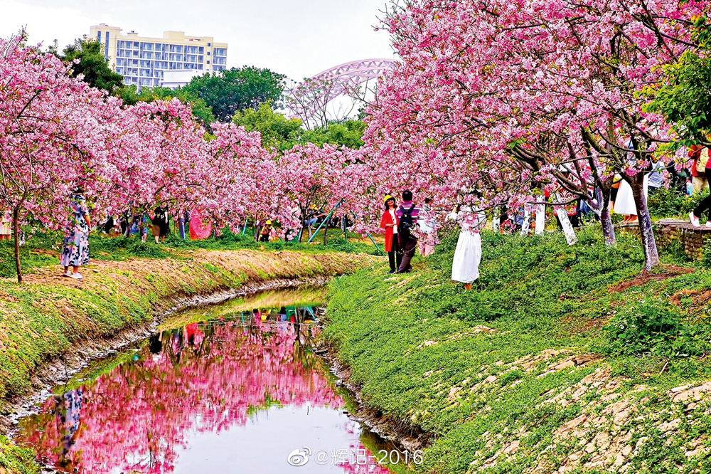 　　圖：海珠濕地的櫻花林是廣州人春遊「打卡」熱點。 網絡圖片