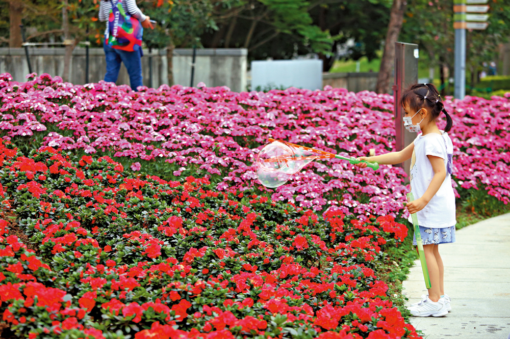 　　圖：本地各公園春花盛開，吸引市民打卡。\大公報記者麥潤田攝