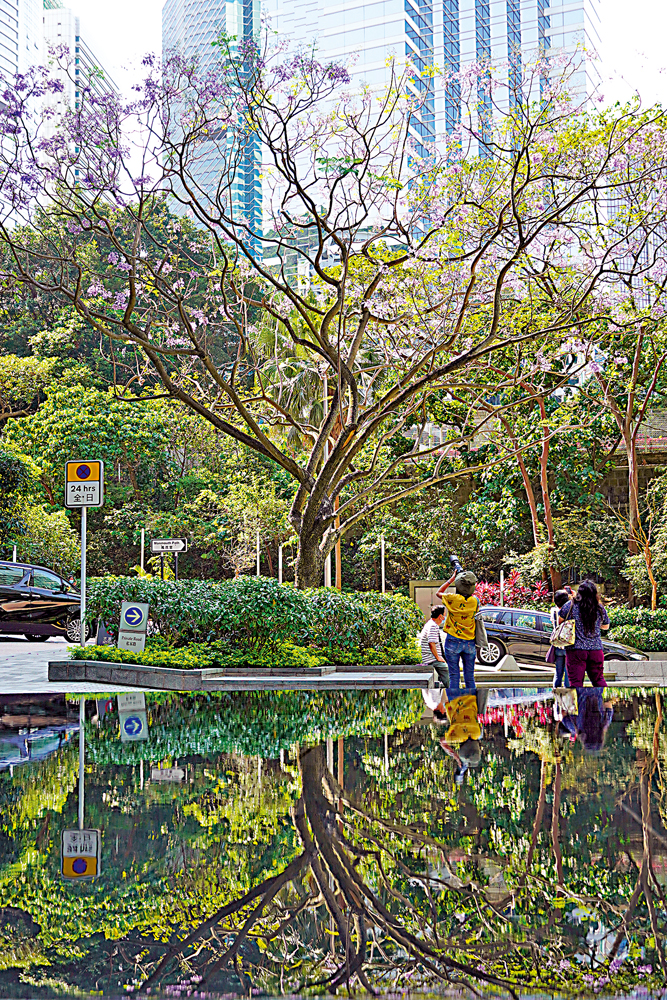 圖:灣仔星街的這棵藍花楹,吸引市民前來「一睹芳容」。