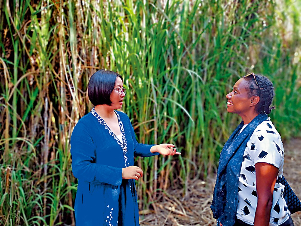 　　圖：林冬梅指導當地群眾種植菌草。\網絡圖片