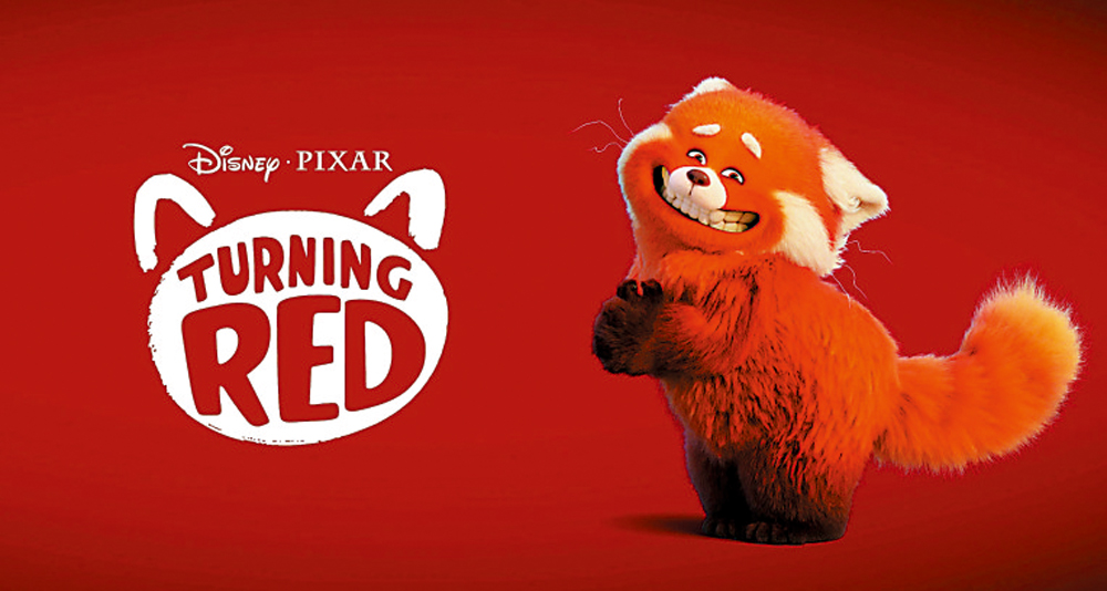 　　圖：可愛的紅熊貓。