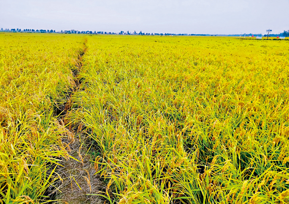 　　圖：東北平原的稻田中，水稻迎風搖擺。\網絡圖片