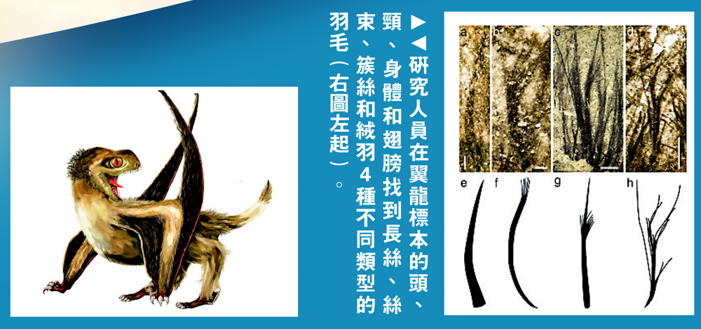 　　圖：研究人員在翼龍標本的頭、頸、身體和翅膀找到長絲、絲束、簇絲和絨羽4種不同類型的羽毛（右圖左起）。