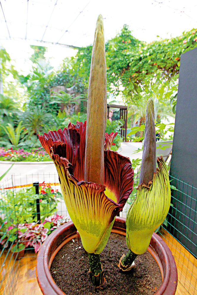 　　圖：國家植物園中的巨魔芋，最高可達4米。\受訪者供圖