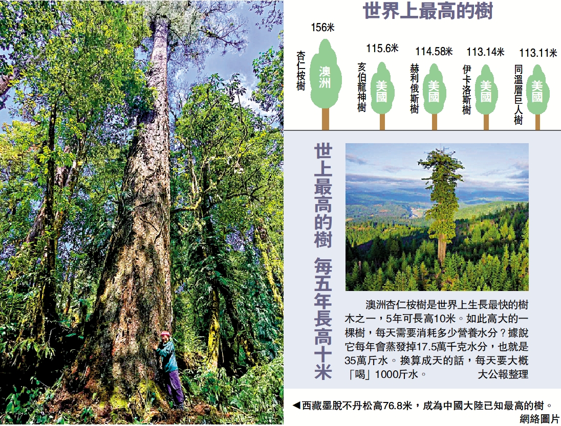 　　圖：西藏墨脫不丹松高76.8米，成為中國大陸已知最高的樹。/網絡圖片