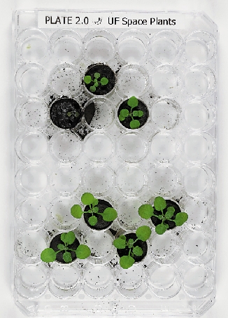 　　圖：科學家在2021年首次使用月球土壤來栽種植物。\美聯社