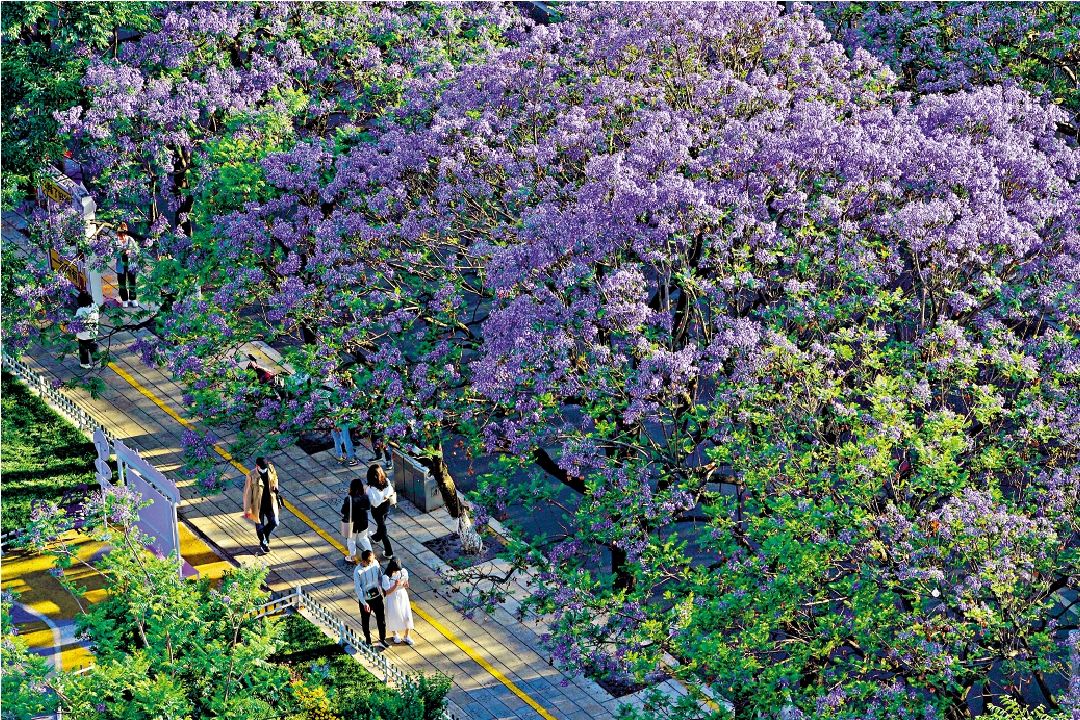 　　圖：每年的四五月份，雲南昆明滿城盡是藍花楹，形成亮麗的風景線。/受訪者供圖