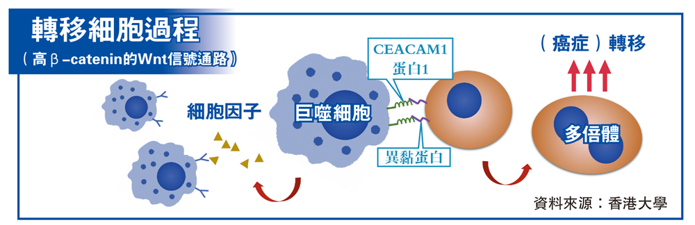 　　圖：轉移細胞過程