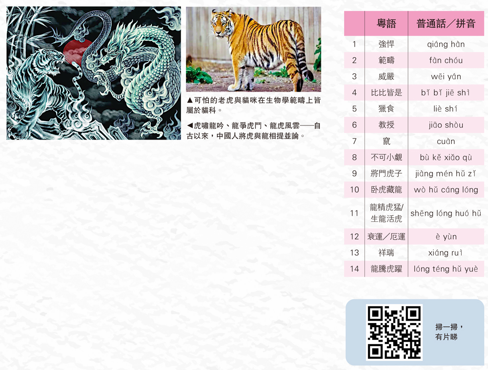 　　圖：（左）虎嘯龍吟、龍爭虎鬥、龍虎風雲──自古以來，中國人將虎與龍相提並論。（右）可怕的老虎與貓咪在生物學範疇上皆屬於貓科。