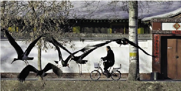 　　圖：北京生態大改善，吸引黑鸛棲居。/網絡圖片