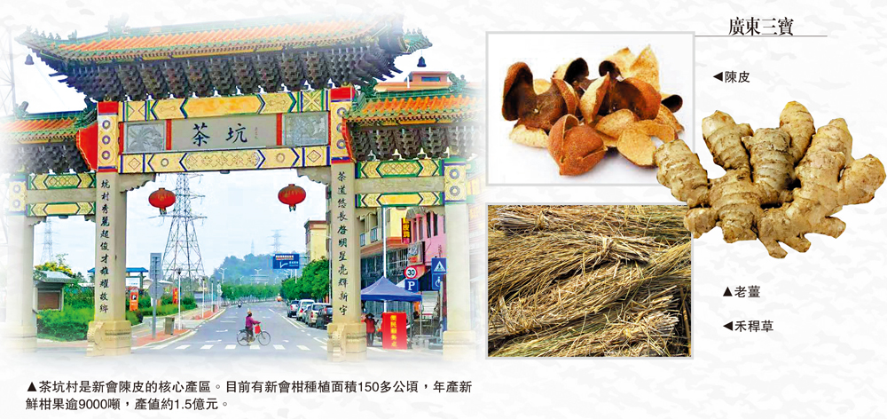 　　圖：茶坑村是新會陳皮的核心產區。目前有新會柑種植面積150多公頃，年產新鮮柑果逾9000噸，產值約1.5億元。