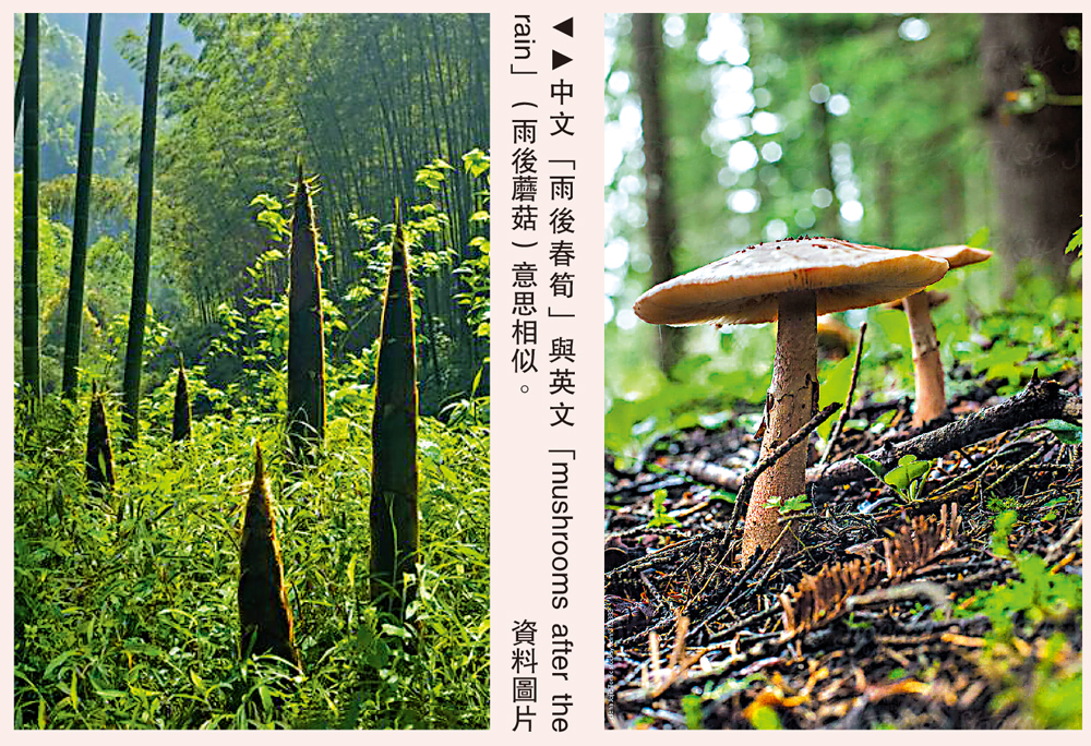　　圖：中文「雨後春筍」與英文「mushrooms after the rain」（雨後蘑菇）意思相似。\資料圖片
