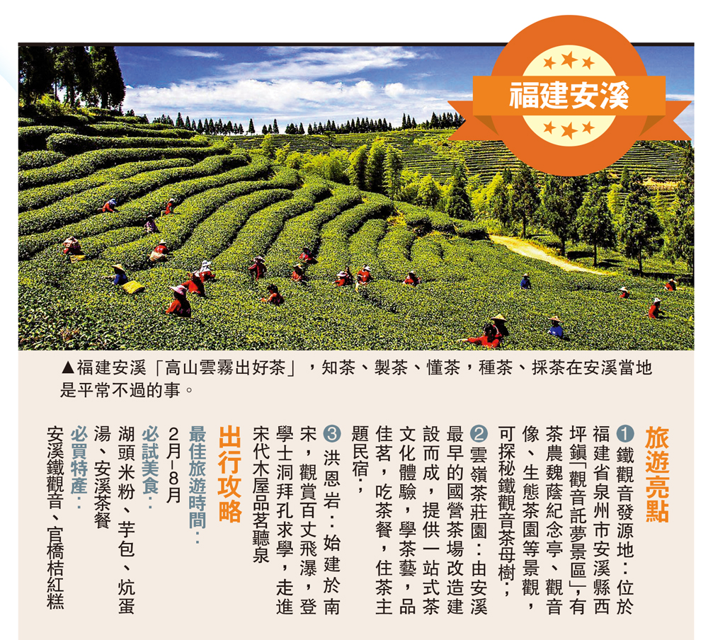 　　圖：福建安溪「高山雲霧出好茶」，知茶、製茶、懂茶，種茶、採茶在安溪當地是平常不過的事。