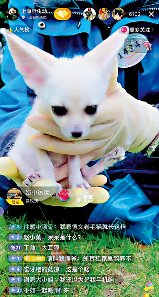 　　圖：直播間小動物融化粉絲的心。圖為園內闊耳狐。\受訪者供圖