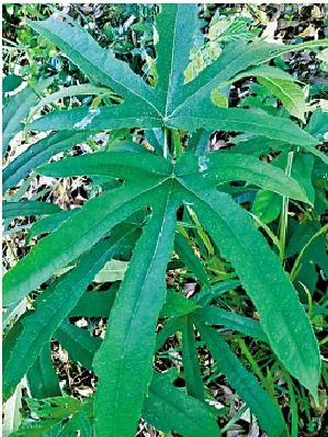 　　圖：五指毛桃植物。