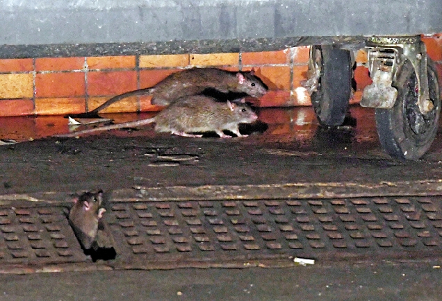 　　圖：香港鼠患問題嚴重，街市更是黑點，每日商販收檔後，群鼠便出動覓食。