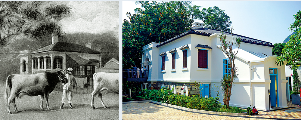 　　左圖：牛奶公司1919年出版的大事記中，刊有一幅相片可看到主樓外貌。右圖：舊牛奶公司高級職員宿舍活化成為「薄鳧林牧場」。