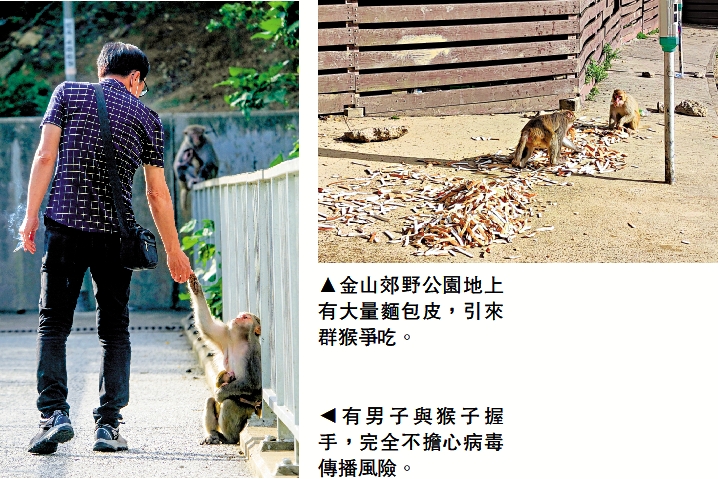　　圖：（左）有男子與猴子握手，完全不擔心病毒傳播風險。（右）金山郊野公園地上有大量麵包皮，引來群猴爭吃。　　