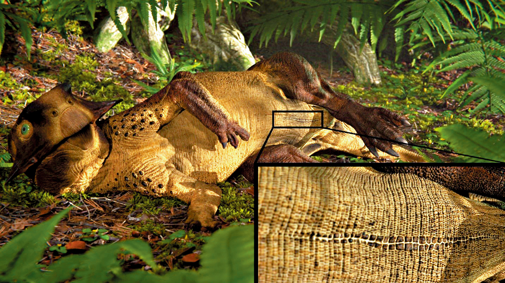 　　圖：中大團隊發現鸚鵡嘴龍化石上長形的臍部疤痕附近有獨特鱗片。圖為鸚鵡嘴龍的立體重建圖。