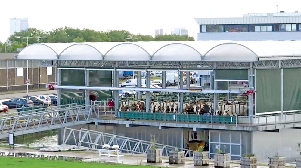 　　圖：2019年，荷蘭鹿特丹港的漂浮牧場啟用。\路透社