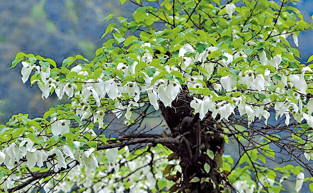 　　圖：珙桐又稱「中國鴿子樹」，是植物界著名的「活化石」。花開時，似鴿子展翅欲飛。\資料圖片