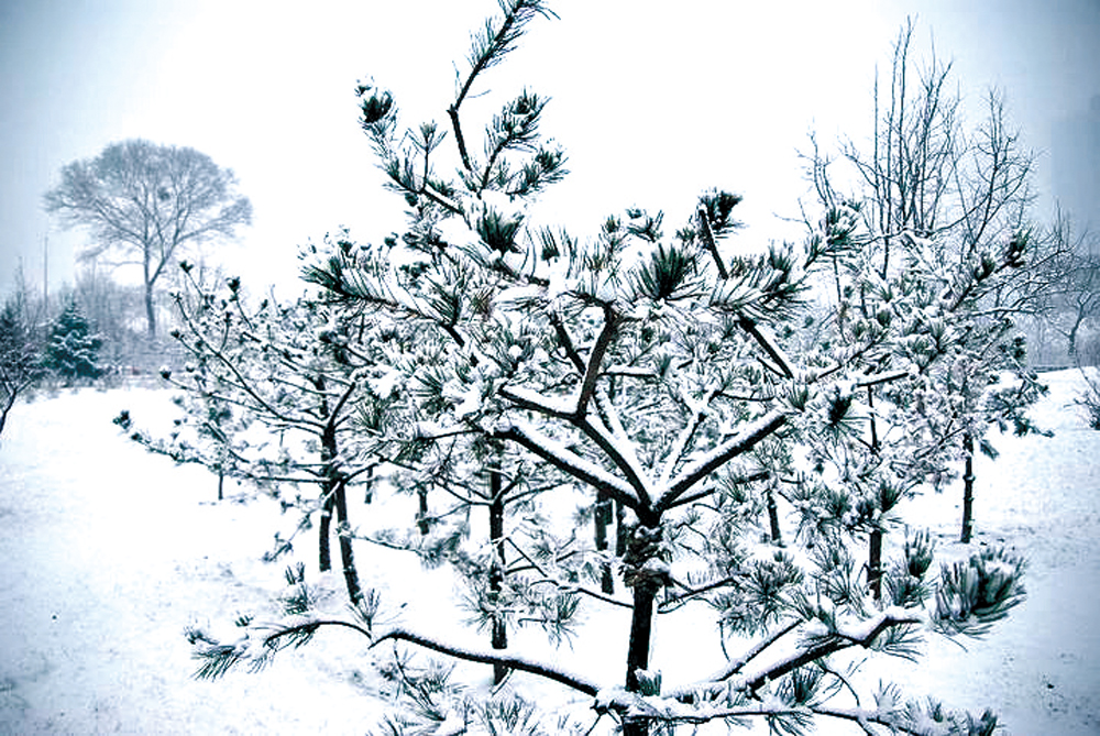 　　圖：鄭板橋的《詠雪》，描述雪花飄下的情景，但整篇都沒有出現一「雪」字，非常精妙。