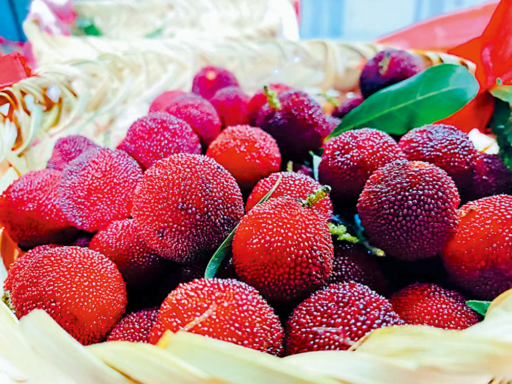 　　圖：蘇州樹山現摘的楊梅。