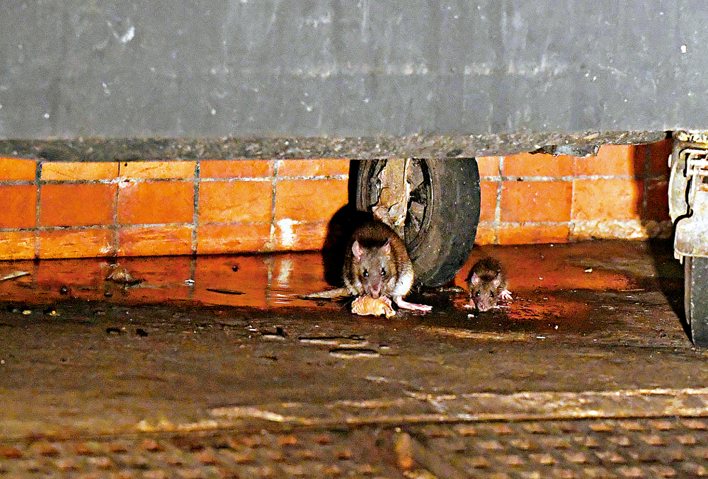 　　圖：鼠患問題存在多年，雖然食環署投入大量人力物力滅鼠，但成效差強人意。