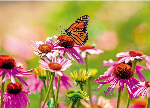 　　圖：棲息在加拿大安大略省伯靈頓皇家植物園內的帝王蝶。\路透社