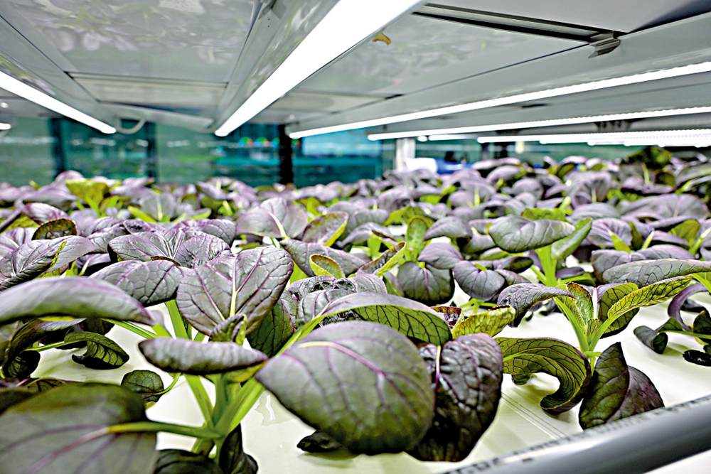 　　圖：漁護署利用環控水耕技術成功栽培的紫白菜苗。