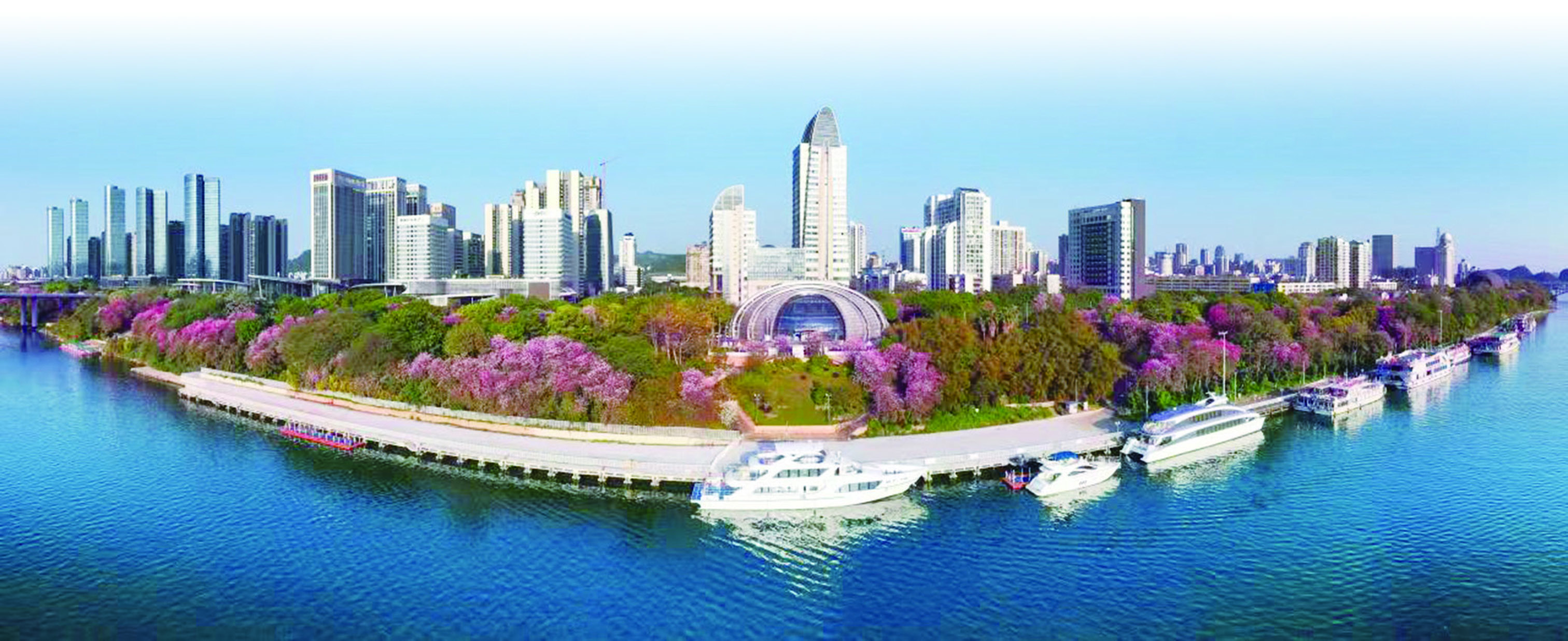 　　圖：柳州紫荊花盛放美景。