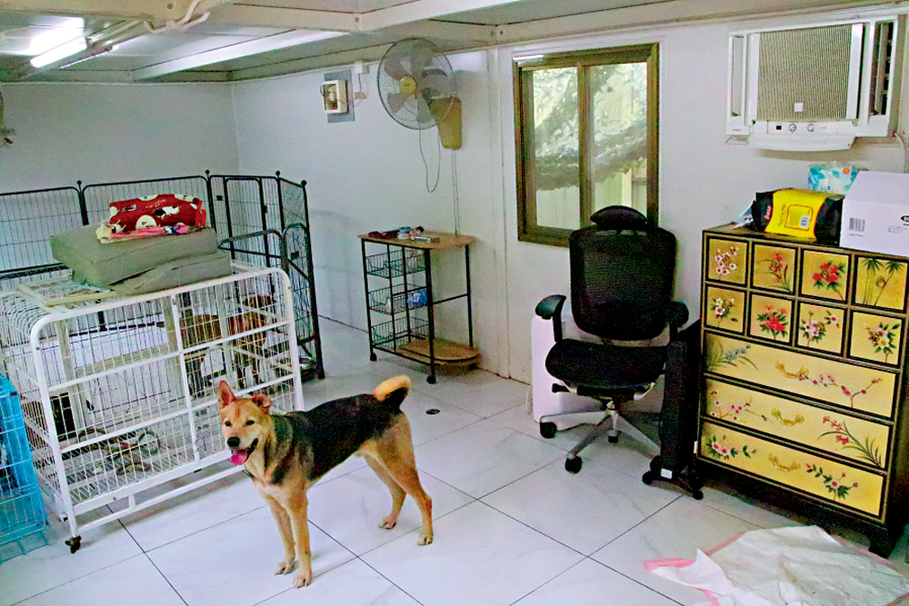 　　圖：陳嘉怡退休後設立「香港流浪狗之家」，為流浪狗提供安身之家。