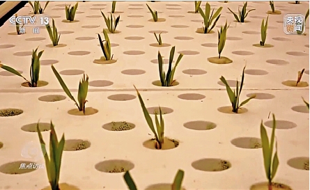 　　圖：問天實驗艙將水稻品種「小薇」帶上太空。圖為地面科研人員觀察記錄水稻幼苗長勢。\視頻截圖