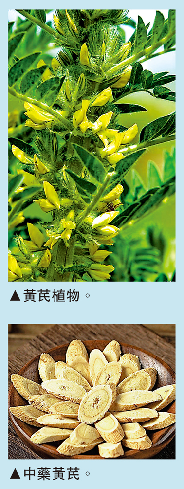 　　上圖：黃芪植物。下圖：中藥黃芪。