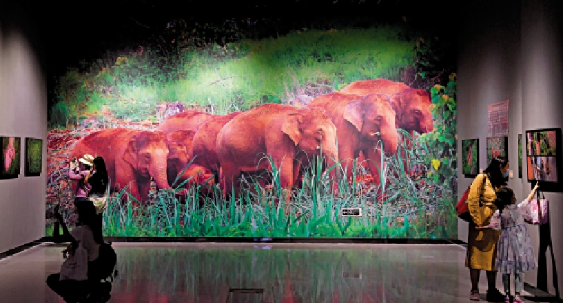　　圖：8月12日，雲南昆明，參觀者在觀賞「與象同行」紀實展的照片。\中新社